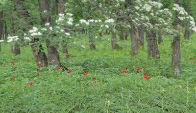 Rezervatia de bujori salbatici de la Plenita Dolj