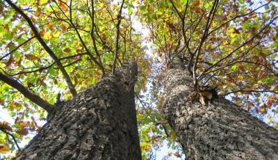 Rezervatia naturala Padurea Fundeanu Galati