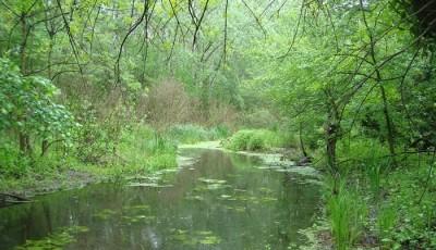 Rezervatia naturala Padurea Fantanele Giurgiu