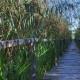 Parcul Natural Comana Giurgiu
