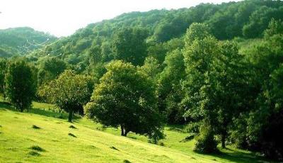 Rezervatia naturala Cotul cu Aluni Gorj