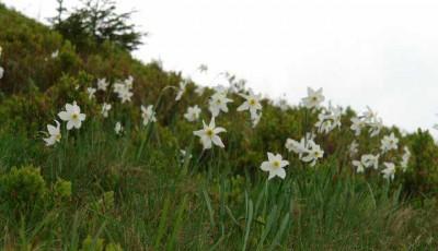 Rezervatia Naturala Fanetele cu narcise de la Nucsoara Hunedoara