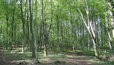 Rezervatia Naturala Padurea Bejan Hunedoara