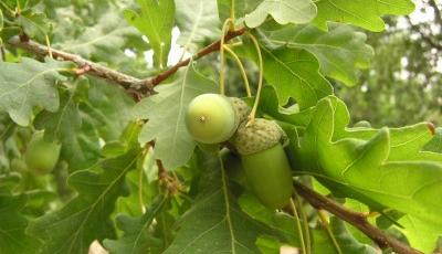 Rezervatia naturala Padurea Canton Hatis Ialomita