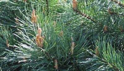 Rezervatia Naturala Poieni Carbunariei Iasi