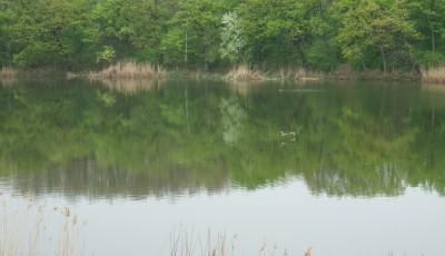 Lacul Caldarusani Ilfov