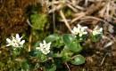 Rezervatia Naturala Stancariile Salhoi Zambroslavele