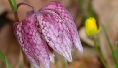 Rezervatia naturala Padurea Bavna