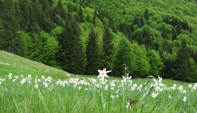 Rezervatia Naturala Poiana cu Narcise Tomnatec Sehleanu Maramures