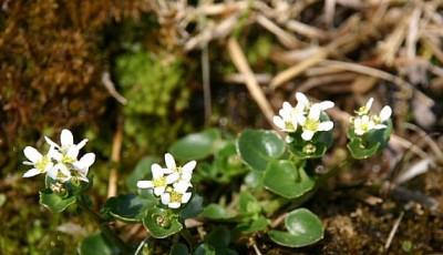 Rezervatia Naturala Stancariile Salhoi Zambroslavele Maramures