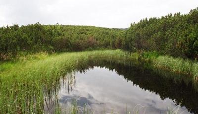 Rezervatia naturala Cornu Nedeii - Ciungii Balasanii Maramures