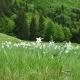 Rezervatia Naturala Poiana cu Narcise Tomnatec Sehleanu Maramures