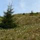 Rezervatia Naturala Poiana cu Narcise Tomnatec Sehleanu Maramures