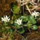 Rezervatia Naturala Stancariile Salhoi Zambroslavele Maramures