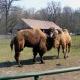 Gradina Zoologica Targu Mures Mures