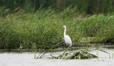 Rezervatia naturala Raul Tur Satu-Mare