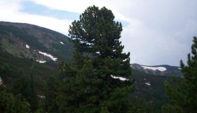 Rezervatia naturala Jnepenisul cu Pinus cembra Suceava