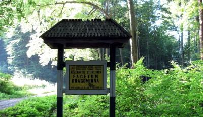 Rezervatia naturala Padurea de fagi de la Dragomirna Suceava