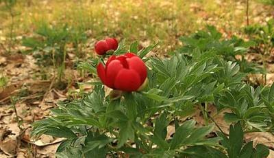 Rezervatia naturala Padurea Troianu Teleorman