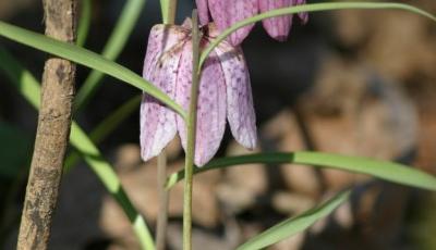 Rezervatia Naturala Lunca Poganisului Timis