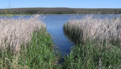 Rezervatia Naturala Mlastinile Murani Timis