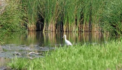 Rezervatia Naturala Mlastinile Satchinez Timis