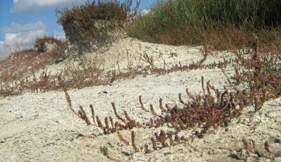 Rezervatia Naturala Saraturile de la Dinias Timis