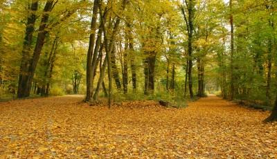 Rezervatia Naturala arboretumul Bazos Timis