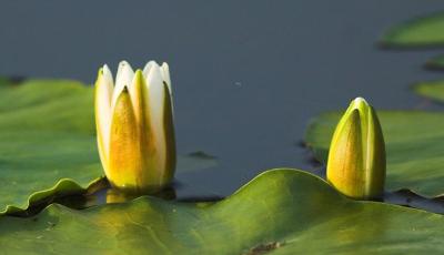 Lacul Raducu Tulcea