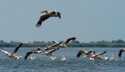 Rezervatia Biosferei Delta Dunarii Tulcea