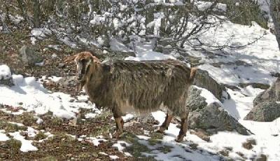 Rezervatia Naturala Varful Secaru Tulcea