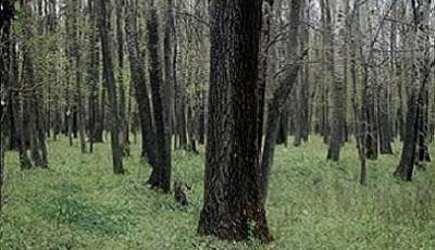 Rezervatia naturala Padurea Balteni Vaslui