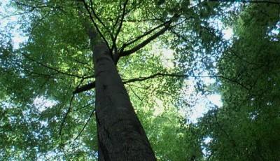 Rezervatia naturala Lepsa-Zboina Vrancea