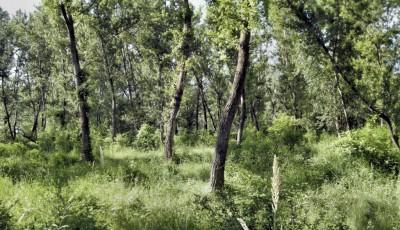 Rezervatia naturala Lunca Siretului Vrancea