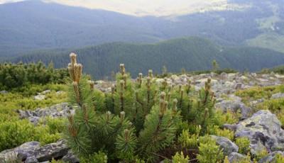 Rezervatia naturala Muntele Goru Vrancea