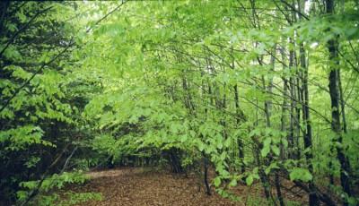 Rezervatia naturala Padurea Dalhauti Vrancea