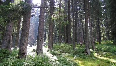 Rezervatia naturala Padurea Verdele Vrancea