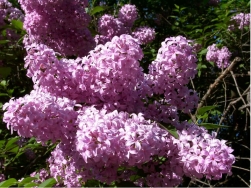 Nebunie in Rezervatiile de liliac