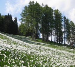 Maiul in poienile cu narcise