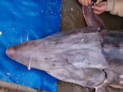 Morunul de un miliard de dolari de la Tamadau-Mare a ajuns in National Geographic