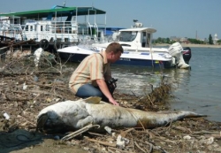 Somn de 100 kg, gasit mort in portul Tulcea. Stiuca: Era prea gras