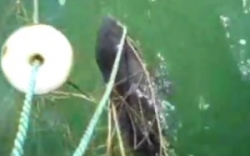 Vezi cum e salvat un pui de delfin la Sulina (VIDEO)