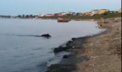 „Monstrul” din Costinesti: Un mistret negru se scalda in apa marii! (VIDEO)
