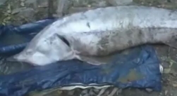 Morun de 120 kg, salvat din masina unui braconier si tinut in viata la o cismea (VIDEO)