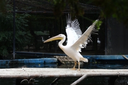 Imagini LIVE cu Gogu: Vezi ce-i place sa faca la Zoo!