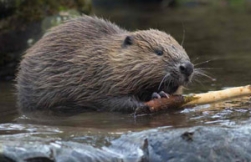 O specie disparuta isi face din nou aparitia in Delta Dunarii