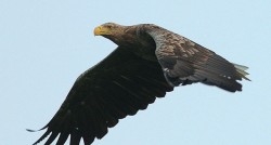 Program de protejare a vulturului codalb din Delta, specie aflata pe cale de disparitie