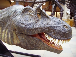Dinozauri in Transilvania. Pazea!