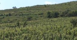 Podgoriile de la Valea Calugareasca