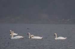 Lebede braconate in Neamt